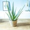 Réconciliation Végétale Plantes D'intérieur Et Fleurs D'intérieur Aloe Vera + Cache-pot Plante D'intérieur Facile D'entretien