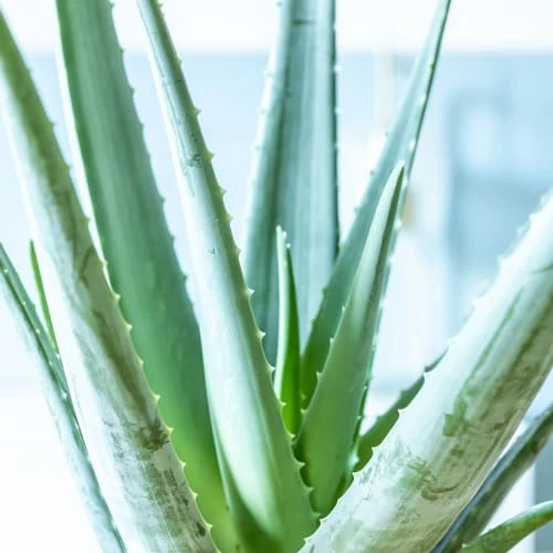 Réconciliation Végétale Plantes D'intérieur Et Fleurs D'intérieur Aloe Vera + Cache-pot Plante D'intérieur Facile D'entretien 3 Réconciliation Végétale Plantes D'intérieur Et Fleurs D'intérieur Aloe Vera + Cache-pot Plante D'intérieur Facile D'entretien – Image 3
