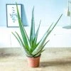 Réconciliation Végétale Plantes D'intérieur Et Fleurs D'intérieur Aloe Vera Plante D'intérieur Facile D'entretien