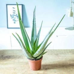 Réconciliation Végétale Plantes D'intérieur Et Fleurs D'intérieur Aloe Vera Plante D'intérieur Facile D'entretien