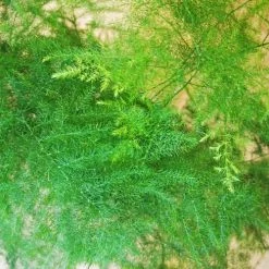 Réconciliation Végétale Plantes D'intérieur Et Fleurs D'intérieur Aspargus Plante D'intérieur Résistante Avec Cache-pot -Plantes vertes Soldes aspargus plante d interieur resistante avec cache pot 3