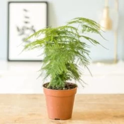 Réconciliation Végétale Plantes D'intérieur Et Fleurs D'intérieur Aspargus Plante D'intérieur Résistante Avec Cache-pot -Plantes vertes Soldes aspargus plante d interieur resistante sans cache pot