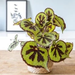 Réconciliation Végétale Plantes D'intérieur Et Fleurs D'intérieur Bégonia Croix De Fer Sans Cache-pot -Plantes vertes Soldes begonia croix de fer sans cache pot 2