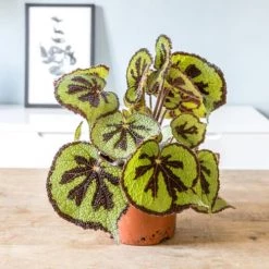 Réconciliation Végétale Plantes D'intérieur Et Fleurs D'intérieur Bégonia Croix De Fer Sans Cache-pot