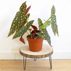 Réconciliation Végétale Plantes D'intérieur Et Fleurs D'intérieur Bégonia Plante D'intérieur Sans Cache-pot -Plantes vertes Soldes begonia plante d interieur sans cache pot 2