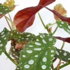 Réconciliation Végétale Plantes D'intérieur Et Fleurs D'intérieur Bégonia Plante D'intérieur Sans Cache-pot -Plantes vertes Soldes begonia plante d interieur sans cache pot 3