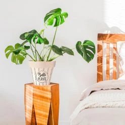 Plantes vertes Soldes -Plantes vertes Soldes cache pot bambou d17cm 5