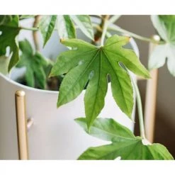 Wadiga Jarres Et Cache-pots Cache-pot Sur Pied En Métal Doré Et Pot Blanc H80cm -Plantes vertes Soldes cache pot sur pied en metal dore et pot blanc h80cm 2