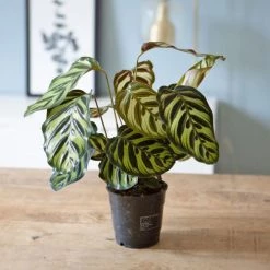 Réconciliation Végétale Plantes D'intérieur Et Fleurs D'intérieur Calathéa Makoyana Avec Cache-pot -Plantes vertes Soldes calathea makoyana avec cache pot 2
