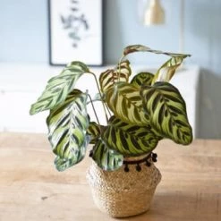 Réconciliation Végétale Plantes D'intérieur Et Fleurs D'intérieur Calathéa Makoyana Avec Cache-pot -Plantes vertes Soldes calathea makoyana avec cache pot 3
