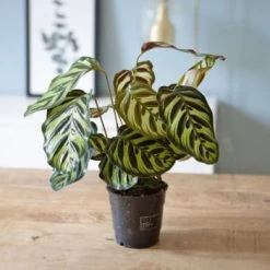 Réconciliation Végétale Plantes D'intérieur Et Fleurs D'intérieur Calathéa Makoyana Avec Cache-pot -Plantes vertes Soldes calathea makoyana sans cache pot