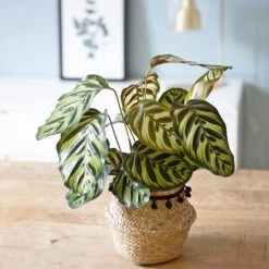 Réconciliation Végétale Plantes D'intérieur Et Fleurs D'intérieur Calathéa Makoyana Sans Cache-pot -Plantes vertes Soldes calathea makoyana sans cache pot 3