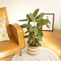 Réconciliation Végétale Plantes D'intérieur Et Fleurs D'intérieur Calathéa Oppenheimiana Sans Cache-pot -Plantes vertes Soldes calathea oppenheimiana avec cache pot 4