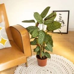 Réconciliation Végétale Plantes D'intérieur Et Fleurs D'intérieur Calathéa Oppenheimiana Avec Cache-pot -Plantes vertes Soldes calathea oppenheimiana sans cache pot