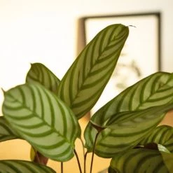Réconciliation Végétale Plantes D'intérieur Et Fleurs D'intérieur Calathéa Oppenheimiana Sans Cache-pot -Plantes vertes Soldes calathea oppenheimiana sans cache pot 3