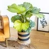 Réconciliation Végétale Plantes D'intérieur Et Fleurs D'intérieur Calathea Plante D'intérieur Tropicale Avec Cache-pot