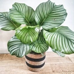 Réconciliation Végétale Plantes D'intérieur Et Fleurs D'intérieur Calathea Plante D'intérieur Tropicale Avec Cache-pot -Plantes vertes Soldes calathea plante d interieur tropicale avec cache pot 3