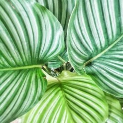 Réconciliation Végétale Plantes D'intérieur Et Fleurs D'intérieur Calathea Plante D'intérieur Tropicale Avec Cache-pot -Plantes vertes Soldes calathea plante d interieur tropicale avec cache pot 4