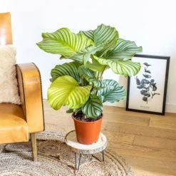 Réconciliation Végétale Plantes D'intérieur Et Fleurs D'intérieur Calathea Plante D'intérieur Tropicale Sans Cache-pot