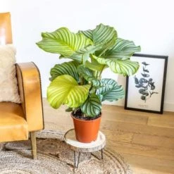 Réconciliation Végétale Plantes D'intérieur Et Fleurs D'intérieur Calathea Plante D'intérieur Tropicale Avec Cache-pot -Plantes vertes Soldes calathea plante d interieur tropicale sans cache pot