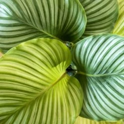 Réconciliation Végétale Plantes D'intérieur Et Fleurs D'intérieur Calathea Plante D'intérieur Tropicale Sans Cache-pot -Plantes vertes Soldes calathea plante d interieur tropicale sans cache pot 4