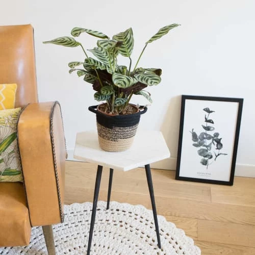 Réconciliation Végétale Plantes D'intérieur Et Fleurs D'intérieur Calathea Plante Prière Sans Cache-pot 2 Réconciliation Végétale Plantes D'intérieur Et Fleurs D'intérieur Calathea Plante Prière Sans Cache-pot – Image 2