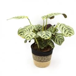 Réconciliation Végétale Plantes D'intérieur Et Fleurs D'intérieur Calathea Plante Prière Sans Cache-pot 5 Réconciliation Végétale Plantes D'intérieur Et Fleurs D'intérieur Calathea Plante Prière Sans Cache-pot -Plantes vertes Soldes calathea plante priere sans cache pot 2