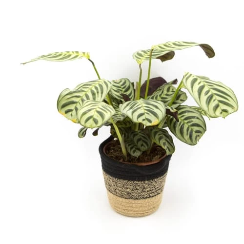 Réconciliation Végétale Plantes D'intérieur Et Fleurs D'intérieur Calathea Plante Prière Sans Cache-pot 3 Réconciliation Végétale Plantes D'intérieur Et Fleurs D'intérieur Calathea Plante Prière Sans Cache-pot – Image 3