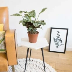 Réconciliation Végétale Plantes D'intérieur Et Fleurs D'intérieur Calathea Plante Prière Sans Cache-pot