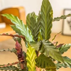 Réconciliation Végétale Plantes D'intérieur Et Fleurs D'intérieur Calathéa Wavestar Avec Cache-pot -Plantes vertes Soldes calathea wavestar avec cache pot 2