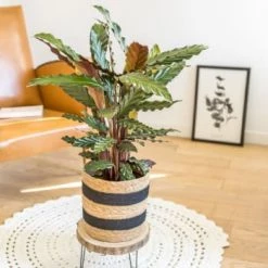 Réconciliation Végétale Plantes D'intérieur Et Fleurs D'intérieur Calathéa Wavestar Sans Cache-pot -Plantes vertes Soldes calathea wavestar avec cache pot 5