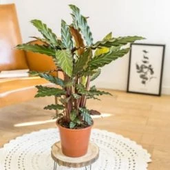 Réconciliation Végétale Plantes D'intérieur Et Fleurs D'intérieur Calathéa Wavestar Avec Cache-pot -Plantes vertes Soldes calathea wavestar sans cache pot