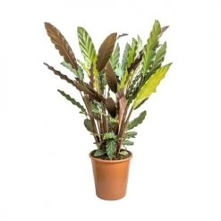 Réconciliation Végétale Plantes D'intérieur Et Fleurs D'intérieur Calathéa Wavestar Sans Cache-pot -Plantes vertes Soldes calathea wavestar sans cache pot 4