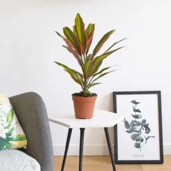 Réconciliation Végétale Plantes D'intérieur Et Fleurs D'intérieur Cordyline Plante D'intérieur Remarquable Avec Cache-pot -Plantes vertes Soldes cordyline plante d interieur remarquable avec cache pot 4