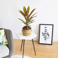 Réconciliation Végétale Plantes D'intérieur Et Fleurs D'intérieur Cordyline Plante D'intérieur Remarquable Avec Cache-pot -Plantes vertes Soldes cordyline plante d interieur remarquable avec cache pot 5