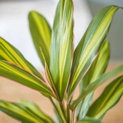 Réconciliation Végétale Plantes D'intérieur Et Fleurs D'intérieur Cordyline Plante D'intérieur Remarquable Sans Cache-pot -Plantes vertes Soldes cordyline plante d interieur remarquable sans cache pot 2