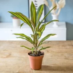 Réconciliation Végétale Plantes D'intérieur Et Fleurs D'intérieur Cordyline Plante D'intérieur Remarquable Avec Cache-pot -Plantes vertes Soldes cordyline plante d interieur remarquable sans cache pot 5