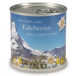 Mac Flower's Plantes D'intérieur Et Fleurs D'intérieur Edelweiss à Faire Pousser En Boite