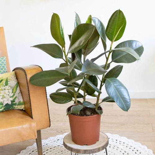 Réconciliation Végétale Plantes D'intérieur Et Fleurs D'intérieur Ficus Caoutchouc 3 Branches Sans Cache-pot 1 Réconciliation Végétale Plantes D'intérieur Et Fleurs D'intérieur Ficus Caoutchouc 3 Branches Sans Cache-pot