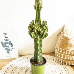 Réconciliation Végétale Plantes D'intérieur Et Fleurs D'intérieur Grande Euphorbe Erythrea 90 Cm Et Son Cache-pot -Plantes vertes Soldes grande euphorbe erythrea 90 cm et son cache pot 2