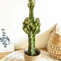 Réconciliation Végétale Plantes D'intérieur Et Fleurs D'intérieur Grande Euphorbe Erythrea 90 Cm Et Son Cache-pot