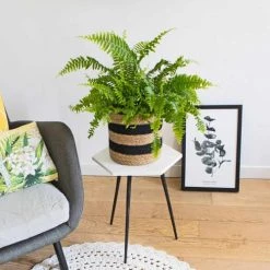 Réconciliation Végétale Plantes D'intérieur Et Fleurs D'intérieur Grande Fougère De Boston Sans Cache-pot -Plantes vertes Soldes grande fougere de boston sans cache pot 2