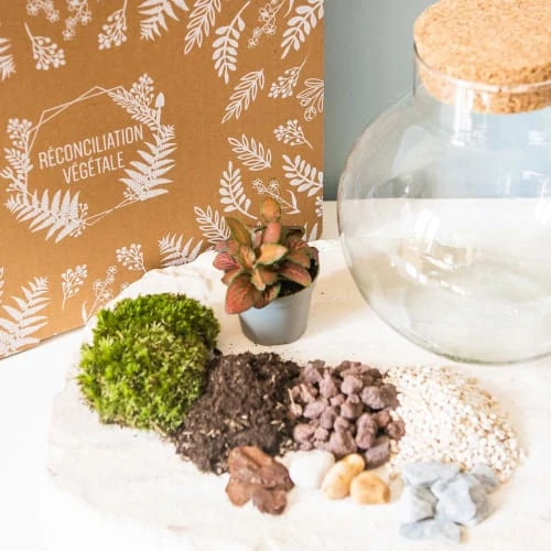 Réconciliation Végétale Plantes D'intérieur Et Fleurs D'intérieur Kit Pour Terrarium 1 Fittonia Rouge 2 Réconciliation Végétale Plantes D'intérieur Et Fleurs D'intérieur Kit Pour Terrarium 1 Fittonia Rouge – Image 2