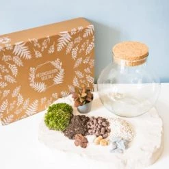 Réconciliation Végétale Plantes D'intérieur Et Fleurs D'intérieur Kit Pour Terrarium 1 Fittonia Rouge