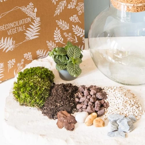Réconciliation Végétale Plantes D'intérieur Et Fleurs D'intérieur Kit Pour Terrarium 1 Fittonia Vert 2 Réconciliation Végétale Plantes D'intérieur Et Fleurs D'intérieur Kit Pour Terrarium 1 Fittonia Vert – Image 2