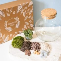 Réconciliation Végétale Plantes D'intérieur Et Fleurs D'intérieur Kit Pour Terrarium 1 Fittonia Vert 7 Réconciliation Végétale Plantes D'intérieur Et Fleurs D'intérieur Kit Pour Terrarium 1 Fittonia Vert -Plantes vertes Soldes kit pour terrarium 1 fittonia vert 3