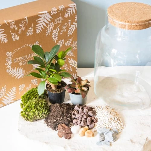 Réconciliation Végétale Plantes D'intérieur Et Fleurs D'intérieur Kit Pour Terrarium 2 Plantes Ficus Et Fittonia Rouge 3 Réconciliation Végétale Plantes D'intérieur Et Fleurs D'intérieur Kit Pour Terrarium 2 Plantes Ficus Et Fittonia Rouge – Image 3