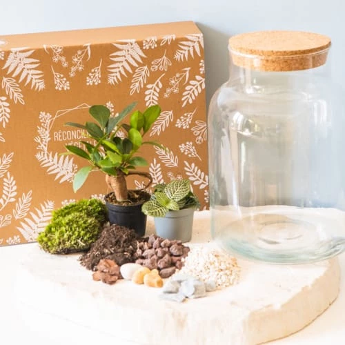 Réconciliation Végétale Plantes D'intérieur Et Fleurs D'intérieur Kit Pour Terrarium 2 Plantes Ficus Et Fittonia Vert 3 Réconciliation Végétale Plantes D'intérieur Et Fleurs D'intérieur Kit Pour Terrarium 2 Plantes Ficus Et Fittonia Vert – Image 3