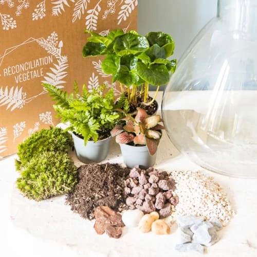 Réconciliation Végétale Plantes D'intérieur Et Fleurs D'intérieur Kit Pour Terrarium 3 Plantes Coffea, Fougère Et Fittonia Rouge 2 Réconciliation Végétale Plantes D'intérieur Et Fleurs D'intérieur Kit Pour Terrarium 3 Plantes Coffea, Fougère Et Fittonia Rouge – Image 2