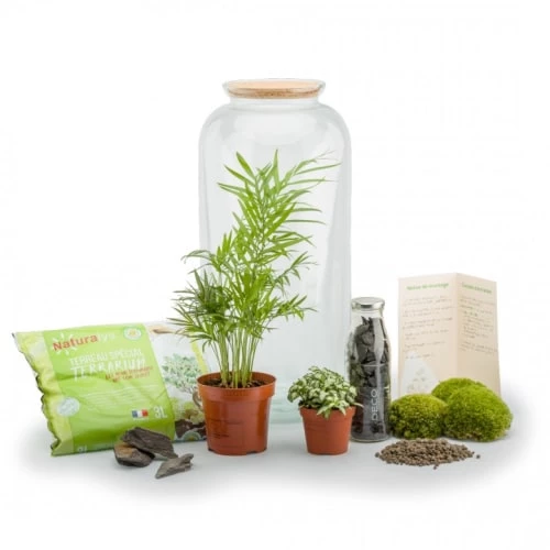 Naturalys Plantes D'intérieur Et Fleurs D'intérieur Kit Terrarium Plantes Bonbonne L (23 X 51 Cm) 2 Naturalys Plantes D'intérieur Et Fleurs D'intérieur Kit Terrarium Plantes Bonbonne L (23 X 51 Cm) – Image 2